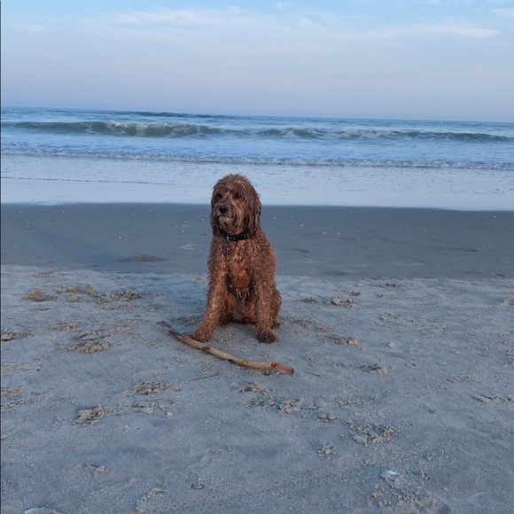 Meet your Posher, Shannon - Picture 1 of 1